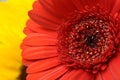 Red flower on yellow blur background