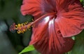 Red Flower with Yellow Buds