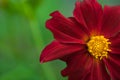 red flower with yellow middle