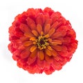 Red flower of zinnia elegans isolated on white background, top view Royalty Free Stock Photo