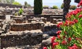 Red-flowered bush in the foreground of the ancient ruins of Capernaum