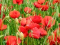 A red-flowered corn poppy field