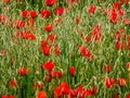 A red-flowered corn poppy field