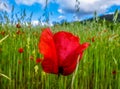 A red-flowered corn poppy field and blue sky,red poppy close-up