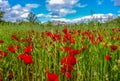 A red-flowered corn poppy field and blue sky