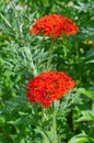 Red flowered Lychnis