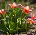 A red-flowered tulip is visited by a bee.