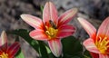 A red-flowered tulip is visited by a bee.