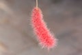 Red flowering acalypha.