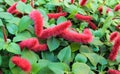 Red flowering acalypha plant