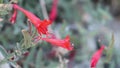 Epilobium Canum Bloom - San Emigdio Mtns - 100722