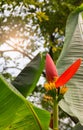 Red Flowering banana Scientific name: Musa ornata Roxb