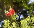 Red flowering bottlebrush shrub Royalty Free Stock Photo