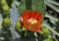 red flowering cactus Royalty Free Stock Photo