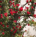 RED FLOWERING CLIMBING ROSE ON A METAL STRUCTURE Royalty Free Stock Photo