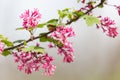 Red flowering Currant