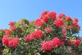 Red flowering eucalyptus gum tree Royalty Free Stock Photo