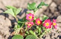 Red flowering fragaria ananassa strawberry Royalty Free Stock Photo