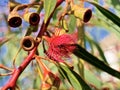 Red flowering gum Royalty Free Stock Photo
