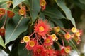 Red flowering gum Corymbia ficifolia