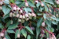 Red flowering gum fruits (Corymbia ficifolia) on a tree : (pix Sanjiv Shukla) Royalty Free Stock Photo