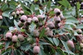 Red flowering gum fruits (Corymbia ficifolia) on a tree : (pix Sanjiv Shukla) Royalty Free Stock Photo