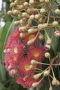 Red flowering gum flowers