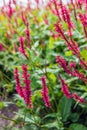 Red flowering Himalayan bistort plants from close Royalty Free Stock Photo