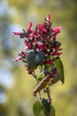 Red flowering Karwinkii`s Sage Salvia karwinskii Benth