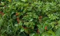 Red flowering legume close up