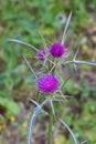 red flowering Milk thistle close-up Royalty Free Stock Photo