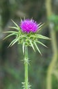 red flowering Milk thistle close-up Royalty Free Stock Photo