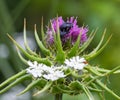 red flowering Milk thistle close-up Royalty Free Stock Photo
