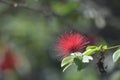 Red Flowering Mimosa Blossom on a Tree