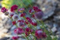 Red flowering plant Armeria pseudarmeria macro