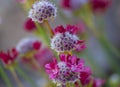 Red flowering plant Armeria pseudarmeria macro