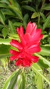 Red flowering plant Ginger flower Royalty Free Stock Photo