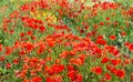 Red flowering poppies from close Royalty Free Stock Photo