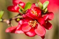 Red flowering Quince in spring time Royalty Free Stock Photo