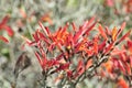 Desert Bloom Series - Chuparosa - Justicia Californica