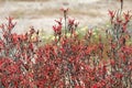 Desert Bloom Series - Chuparosa - Justicia Californica
