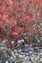 Desert Bloom Series - Chuparosa - Justicia Californica