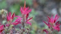 Castilleja Applegatei Bloom - San Emigdio Mtns - 100722