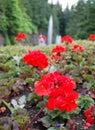 Red flowers