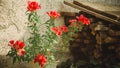Red flowers against the background of a house and evenly folded boards