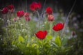 Red flowers of Anemone coronaria, the poppy anemone or windflower, the buttercup family Ranunculaceae, native to the Mediterranean Royalty Free Stock Photo