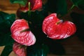 Red flowers of Anthurium plant. Flowering potted houseplant.