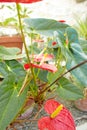 Red flowers of Anthurium, spadix in the garden. Royalty Free Stock Photo