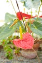 Red flowers of Anthurium, spadix in the garden. Royalty Free Stock Photo
