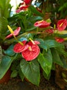 Red flowers of Anthurium, spadix in the garden. Summer and spring time Royalty Free Stock Photo